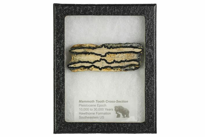 Mammoth Molar Slice With Case - South Carolina #106524